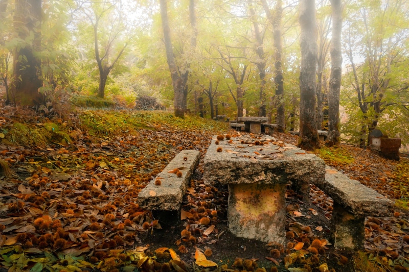 nature, footpath, autumn, woodland, Lumix, FZ, landscape, Lago, forest, brown, Panasonic, leaves, Spain, wooden, picnic, leaf, Galicia, outdoors, season
