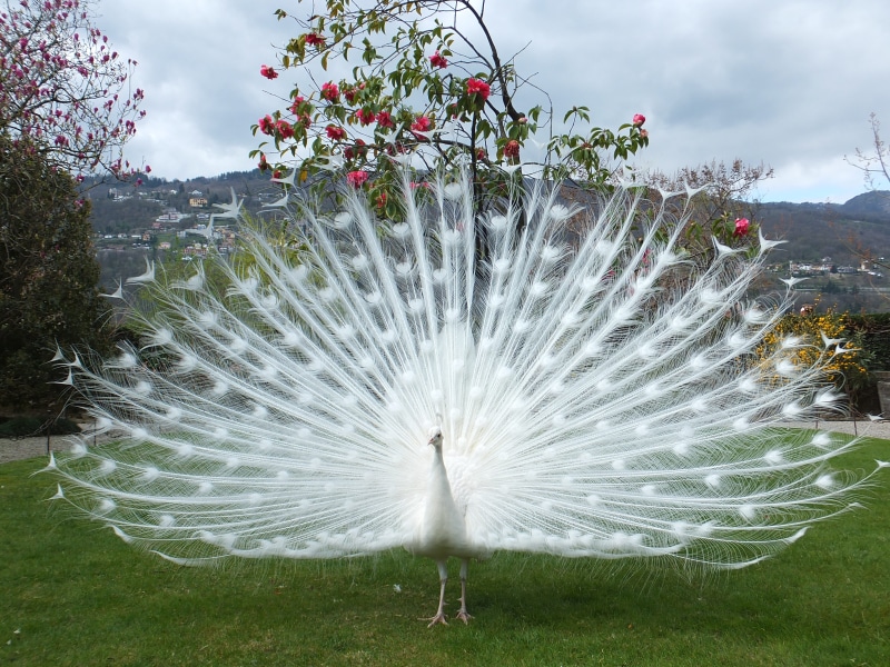 panorama, vanity, outlook, near, 4K, day, summer sage peacock, peacock feathers, lago maggiore, animal wildlife, one animal, sky, outdoors, isolabella