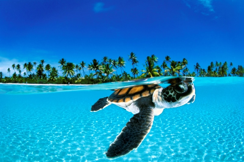 vertebrate, swimming, one animal, outdoors, nature, tree, underwater high resolution desktop backgrounds, marine, animals in the wild, sea, day, sea life