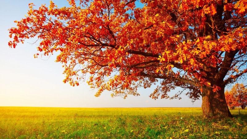 8K, nature full size desktop 7680x4320