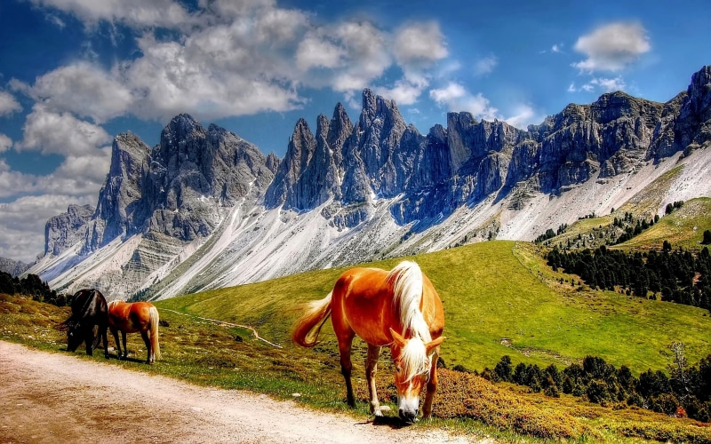 animal wildlife, cloud - sky, field, outdoors, landscape, sky, mountain, south, beauty in nature, 4K, nature, mountains, animal, livestock, domestic, horse