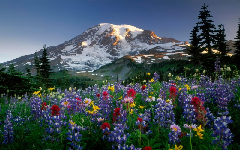 4K, ultra, rainier, hd, mountains, landscapes, flowers