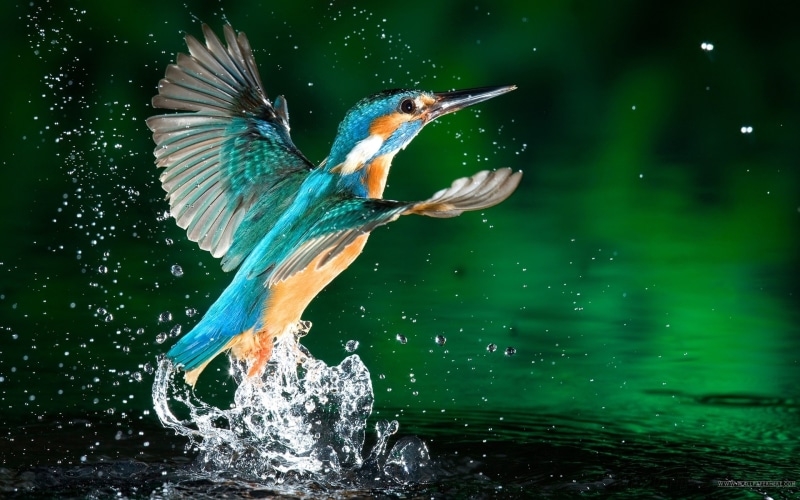 animal wildlife, no people, bird, lake, 4K, hd, spread wings, animal themes, fisherman, water, focus on foreground, kingfisher, nature, animal