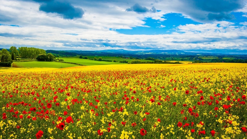 tablet, field, 4K, desktop, hd, pc, poppy, flowers, spring, wild, mobile