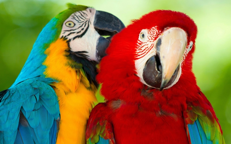 multi colored, animal themes, close-up, red, two animals, nature, animal wildlife, phone, focus on foreground, animal, beak, bird, background