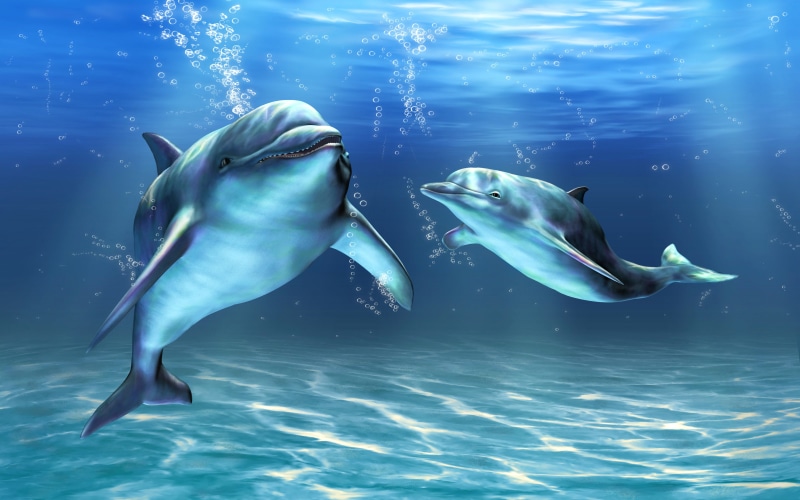 laptops, dolphins, 4K, phones, art, computer, hd, mobile