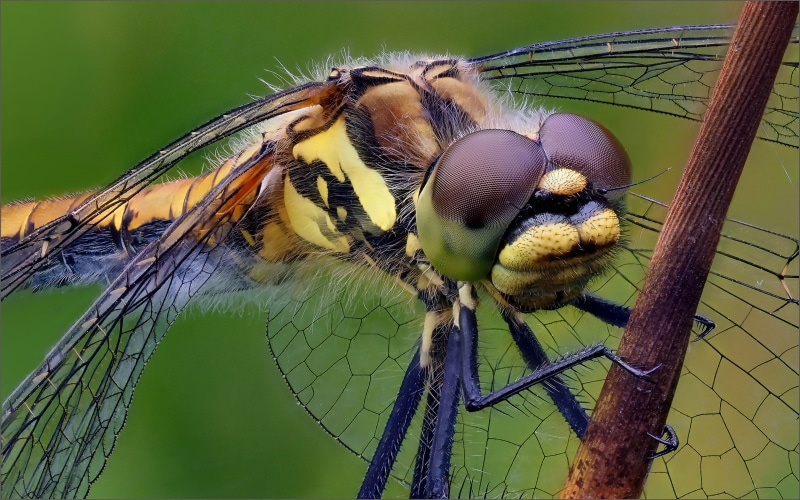 close-up, k, zoology, black, mobile, animal, animal eye, insect, one animal, invertebrate, day, animal themes, simpetrum, dane, animal wing, plant, no people