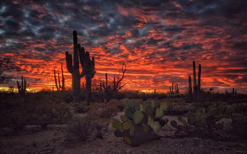 cloud - sky, cactus, 4K, growth, scenics - nature, hd, phones, tucson, outdoors, desert, flaming, arizona, plant, computer, ecosystem, no people, field
