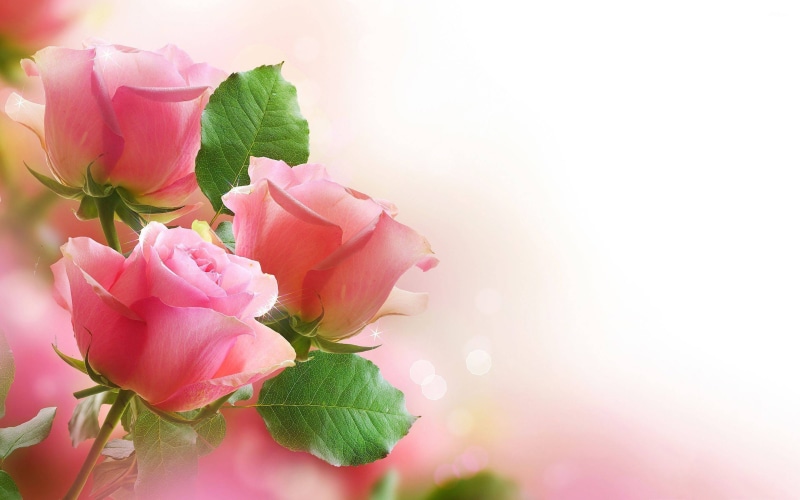 roses, hd, beautiful, phones, pc, photography, leaves, tablet, 4K, pink, mobile, green
