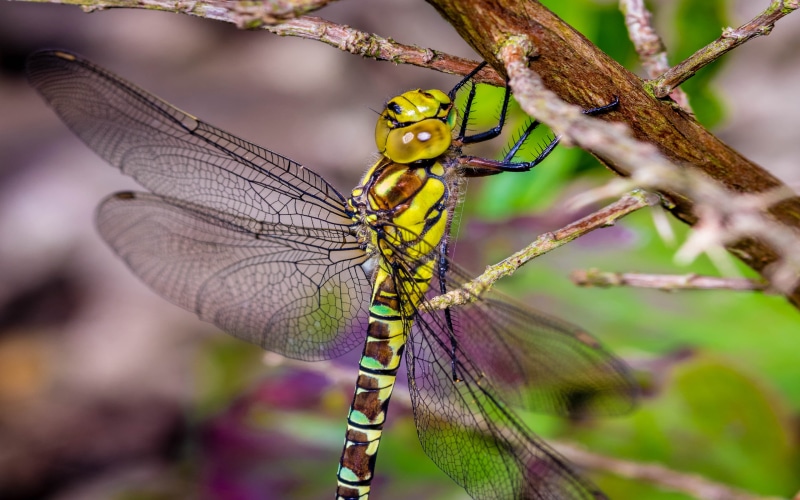 close-up, animal, hanging, branch, focus on foreground, outdoors, dragonfly, nature, tablet, insect, one animal, animals in the wild, invertebrate, animal themes