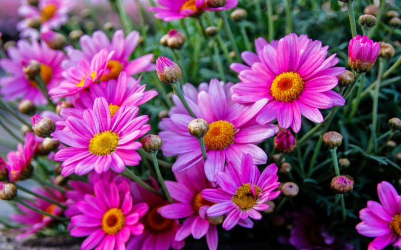 growth, close-up, hd, daisies, flower head, flower, focus on foreground, pc, garden, freshness, inflorescence, vulnerability, petal, day, flowers