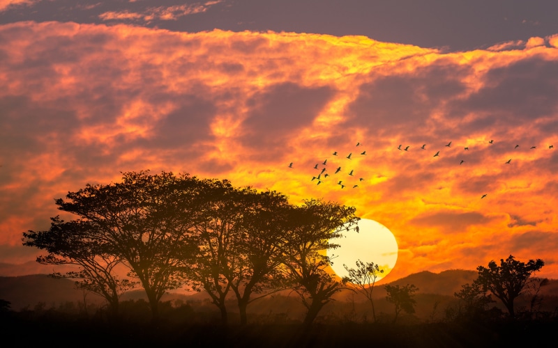 cloud - sky, plant, tranquil scene, outdoors, tree, orange color, birds, clouds, dramatic sky, mountains, sky, sunset, land, tranquility, growth, idyllic