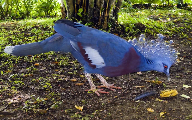 high angle view, perching, pigeon, bird, outdoors, blue, plant, hd, animal wildlife, nature, leaf, field, no people, one animal, animals in the wild, beautiful