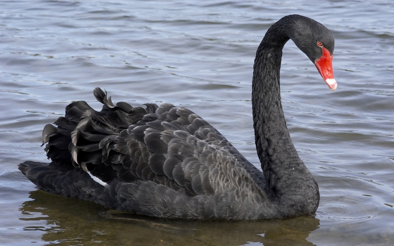 day, water bird, mobile, phone, water, swimming, floating, nature, waterfront, animal neck, swan, big, animals in the wild, floating on water