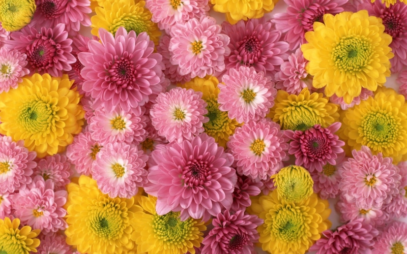 hd, beautiful, flower, computer, pink, tablet, color, mobile, 4K, yellow, phones, flowers, white, chrysanthemums, lights