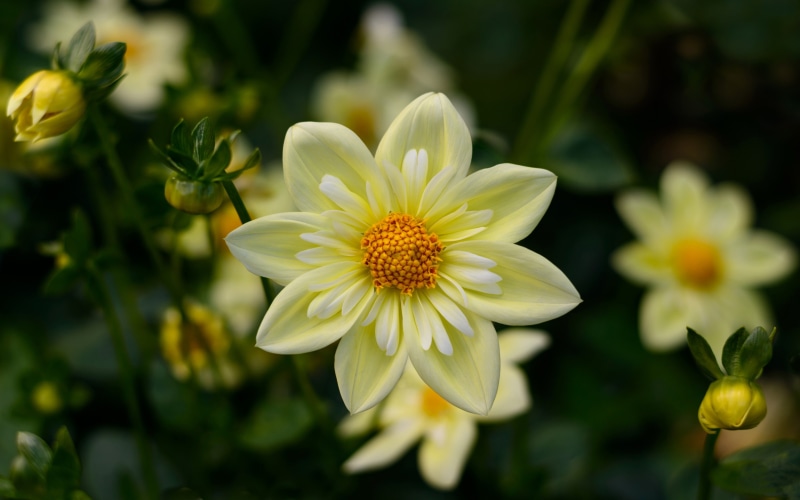 tv, desktop, 4K, high, flowers, k, dahlia, flower, computers, hd, quality, ultra, yellow