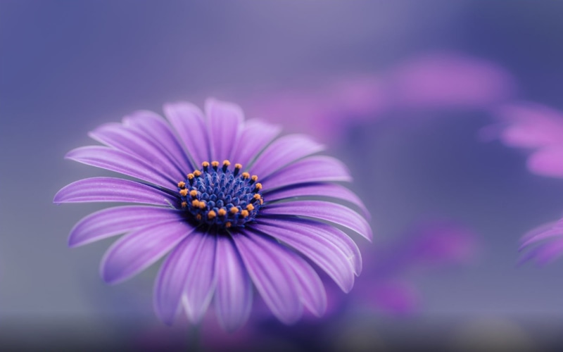 beauty in nature, focus on foreground, 2K, petal, flowering plant, fragility, blue, growth, nature, plant, osteospermum, flower, flower head, inflorescence