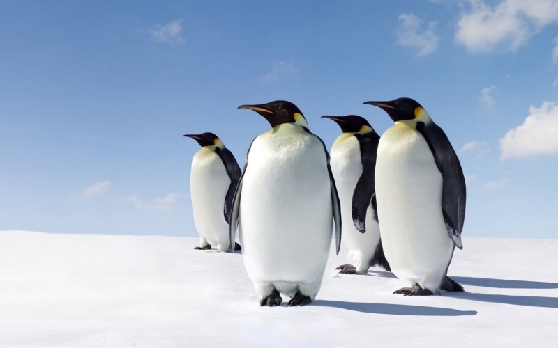 animal wildlife, morning, tablet, cloud - sky, vertebrate, full length, marine, animal themes, bird, no people, front view, winter, sky, animal, antarctica