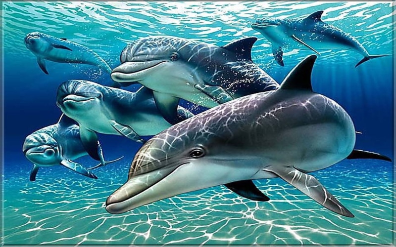 pc, mobile, tablet, 1080P, dolphins