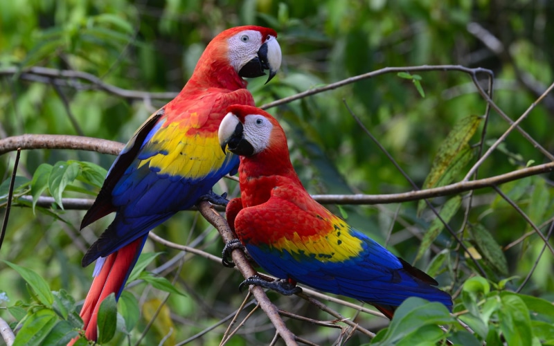 wallpapers, tablet, 1080P, computer, hd, mobile, phones, pair, beautiful, parrots, scarlet, colorful, macaws
