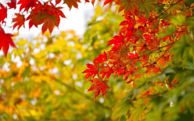 canada, phones, natural condition, selective focus, national, ultra, plant, autumn, plant part, beauty in nature, tree, change, maple, laptop, branch, outdoors