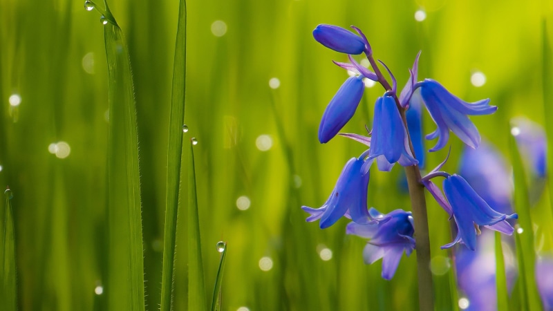 plant, 4K, vulnerability, flower head, day, phones, mobile, inflorescence, green color, k, hd, freshness, flower, bluebells, close-up, grass, petal, growth