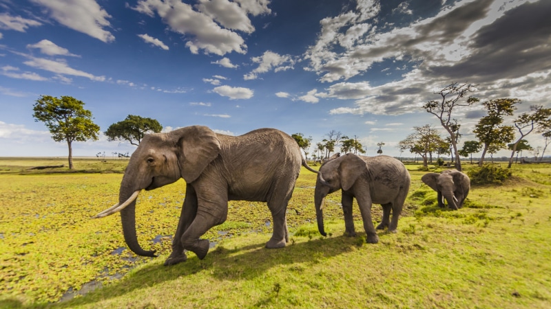 hd, field, african elephant, desktop, maasai, animal wildlife, plant, animal family, elephants, animals, mara, computer, tree, nature, county