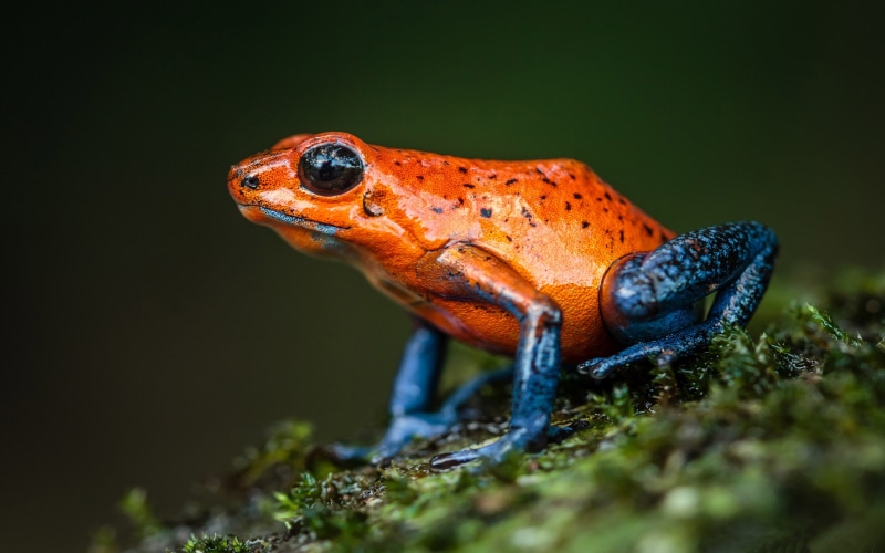 animal wildlife, dart, frog, outdoors, vertebrate, orange color, laptop, k, plant, solid, animal themes, reptile, found, animal, animal body part