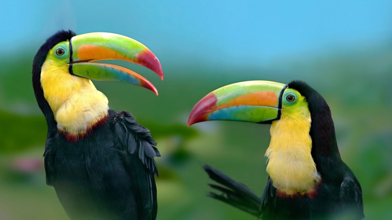 ultra, mobile, toucan, colorful, 2K, hd, exotic, pc, bird, tablet