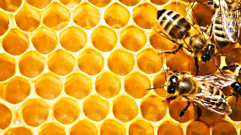 bees, honeycombs, nature, photo, honeycomb, honeybee, beehive, animal, invertebrate, no people, day, honey bee, focus on foreground, bee, apiculture, insect