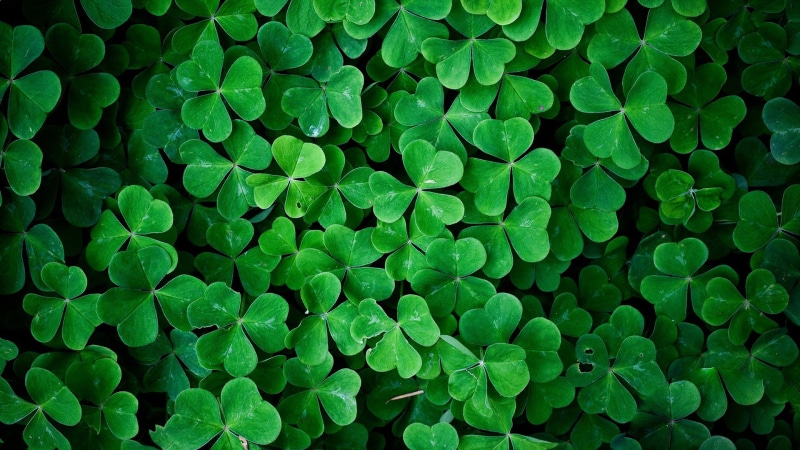 clover, nature, plant, digital, design, turquoise colored, shape, close-up, large group of objects, texture, color, art, foliage, no people, fractal, yellow