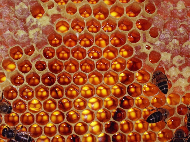 honey, hexagon, honeycomb, organic, freshness, bee, sweet Food, pattern, healthy Eating, beeswax, sweet, food and drink, apiculture, animal wildlife, bees