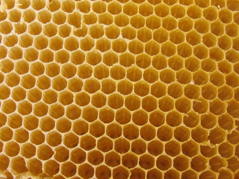 animal, beehive, nature, 720P, pattern, shape, insect, natural pattern, honey, animal themes, full frame, no people, animal wildlife, animals in the wild