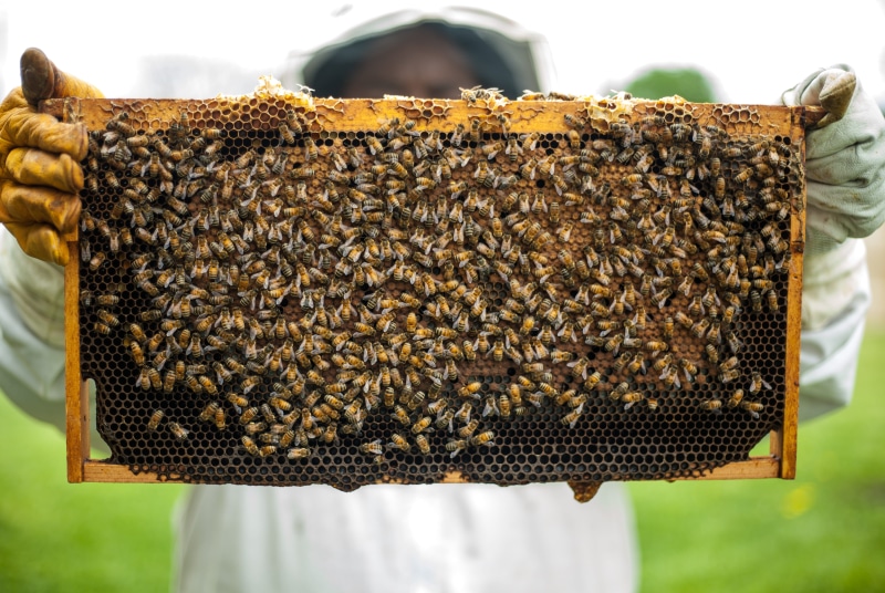 food, honeycomb, beekeeping, holding, animals in the wild, macro, close-up, animal themes, animal, farming, honeybee, beehive, day, brown, insects, honeybees