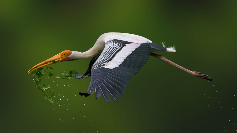 wallpapers, storks, desktop, beauty in nature, one animal, hd, day, vertebrate, mobile, collection, bird, spread wings, motion, flying, stork, making, 4K