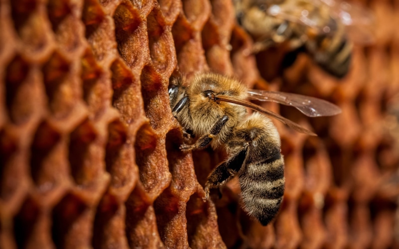 honeycomb, colony, honey Bee, selective focus, bee, hexagon, agriculture, busy, nature, working, animal Cell, apiculture, outdoors, yellow, backgrounds