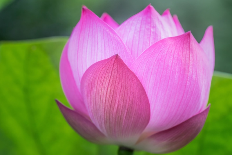 lotus Water Lily, ILCE-7M2, Memory, soft focus, park, Tamron, Summer 2015, Macro, nature, Lotus Flower, leaf, beauty In Nature, Bush, pink, Colors, flower
