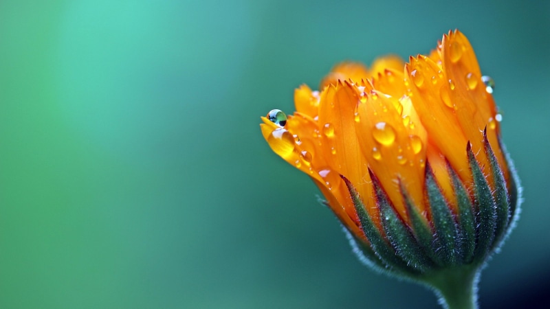merrigold, dew, 4K, water, water drops, blurred, close-up, focus, droplets, macro, blooming, shadows, drops, close, blur, plant, photography, flower, macro