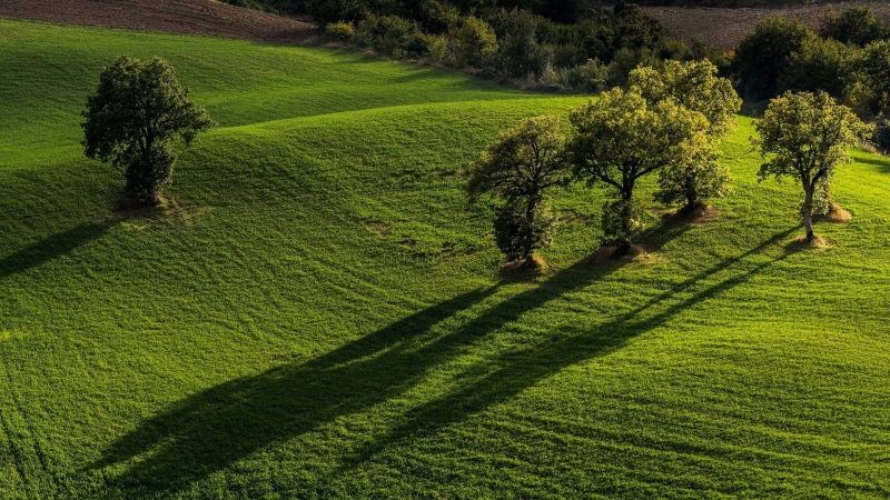 no people, hedge, green color, outdoors, environment, landscape, rural scene, 1080P, land, growth, beauty in nature, day, tree, shadow, nature, grass