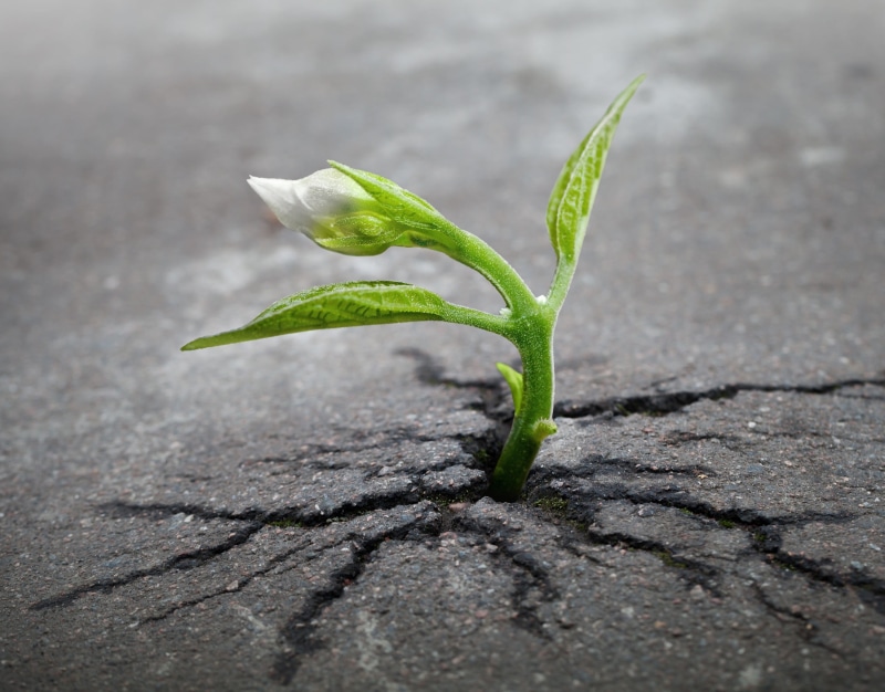 agriculture, plant, green color, freshness, green, shadow, close-up, beginnings, focus on foreground, sprout, beauty in nature, day, fragility, macro, plant part