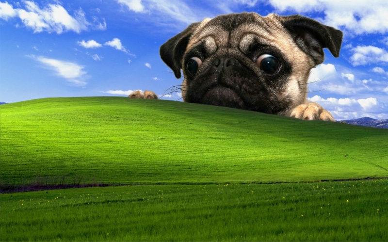 no people, canine, small, plant, field, domestic animals, 720P, dog, nature, animal, pug, grass, animal themes, mammal, portrait, Windows XP