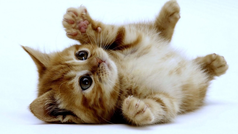 small, brown, paws, 1080P, cute, playing, kitten, hd, tabby, baby, cat