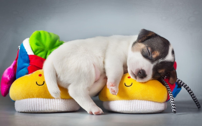 lying down, animal themes, coated, white, red, vertebrate, one animal, puppies, terrier, pets, animals, looking, domestic, cute, smooth, santa Claus, studio Shot