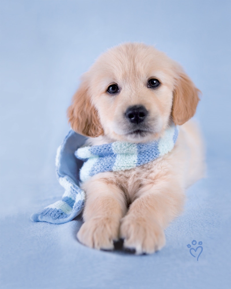 puppy, pets, sitting, domestic animals, indoors, blue, young animal, golden, one animal, innocence, mammal, purebred dog, portrait, blue background, looking at camera