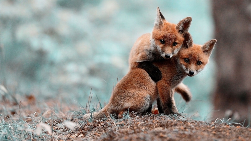 brown, fox cubs, vertebrate, close-up, full length, two, care, nature, baby animals, selective focus, red, animal family, red Fox, outdoors, animal wildlife