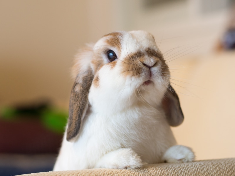 small, rabbit, focus, Pet, 4K, うさぎ, domestic Animals, cute, food, mammal, photography, brown, ready, young Animal, white, selective focus, Bunny  Rabbit