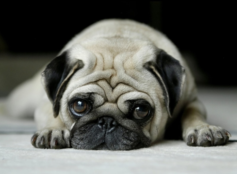 adult, animal themes, young animal, domestic animals, depression - sadness, lap dog, sad pug, sadness, indoors, no people, relaxation, fawn, one animal