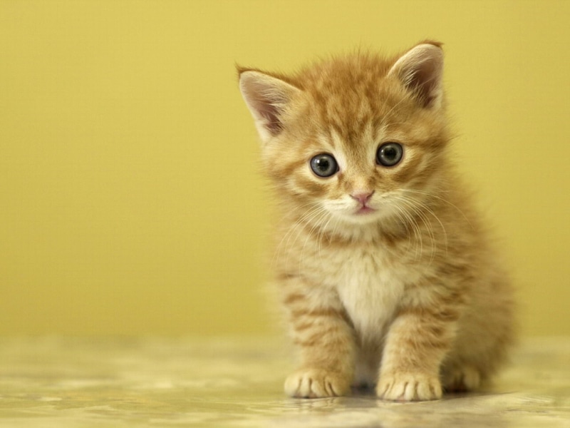 tabby, small, cat, 720P, claws, adorable, cute baby kittens, cute, baby, orange, kittens, kitten