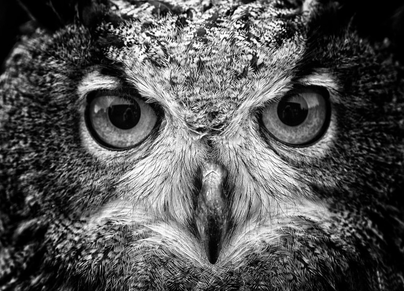macro, bird of prey, eagle, day, animal eye, no people, one animal, photography, grayscale, owl, animal body part, looking at camera, animal head, 1080P