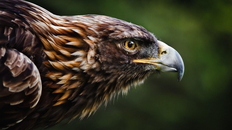 animal body part, fauna, day, beak, eagle, hawk - bird, wildlife, profile view, animal themes, no people, animal wildlife, focus on foreground, animal